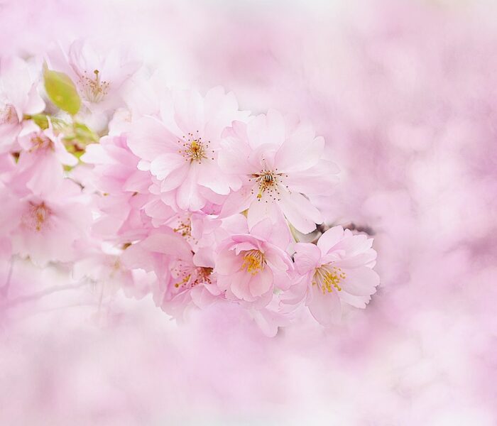 Känn in dina känslor – Hekates vägledning vid livets vägskäl